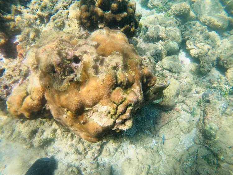 Coral Sanctuary景点图片