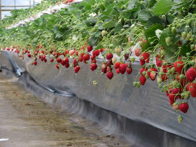 Koyama Farm-山武市必去景点