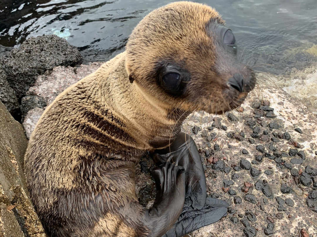 Isla Lobos-圣克里斯托瓦尔必去景点
