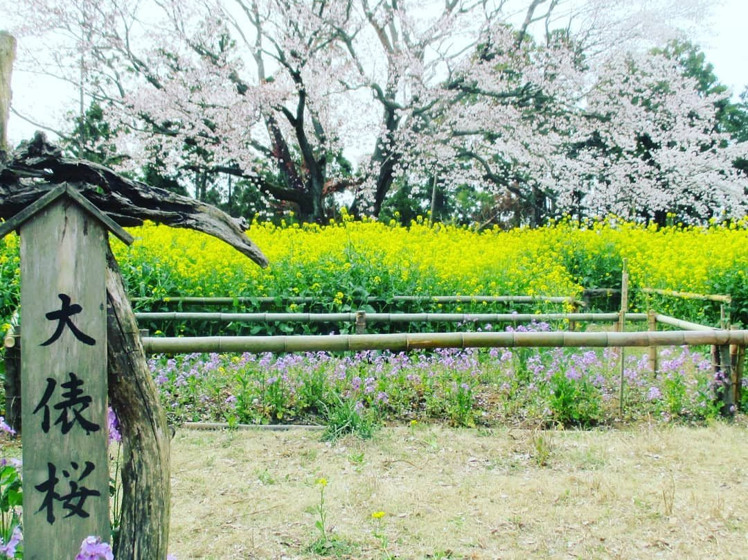 Obyo Cherry Blossom-市原市必去景点