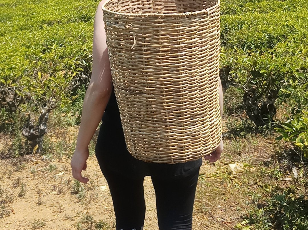 Island Wide Tours-Nanu Oya必去景点