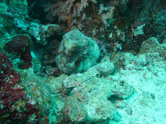 Khao Lak Fun Diver-拉克山必去景点