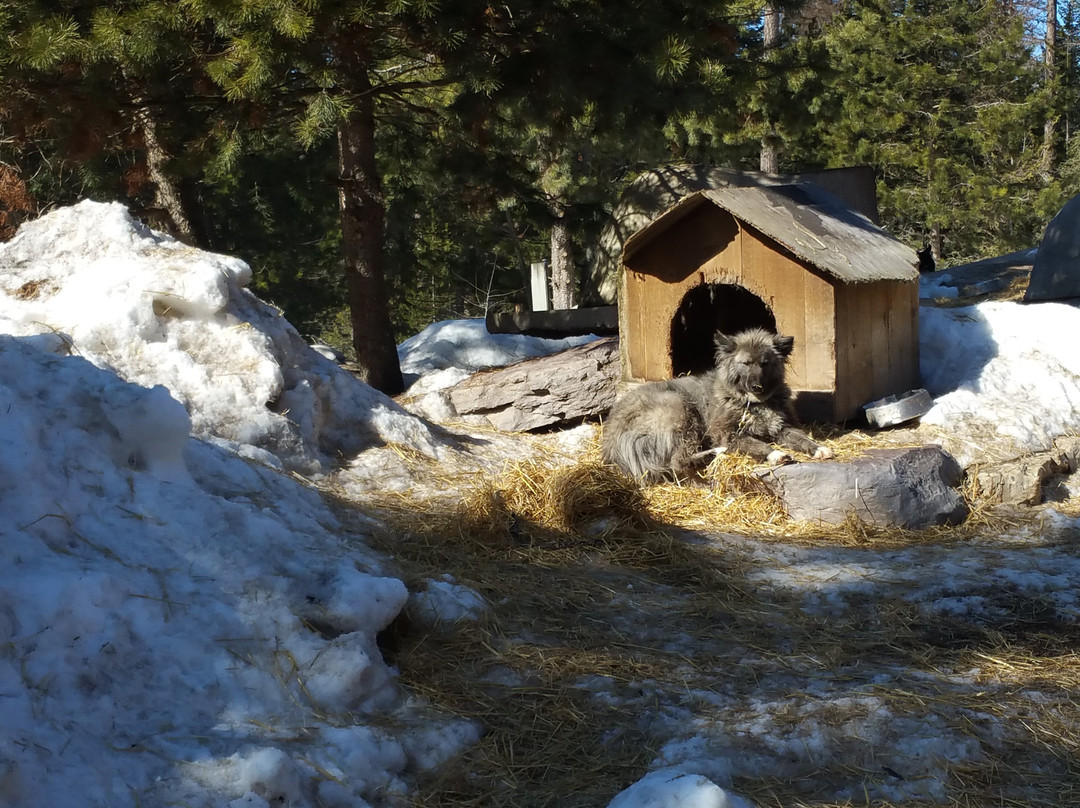 Dog Sled Adventures-Olney必去景点