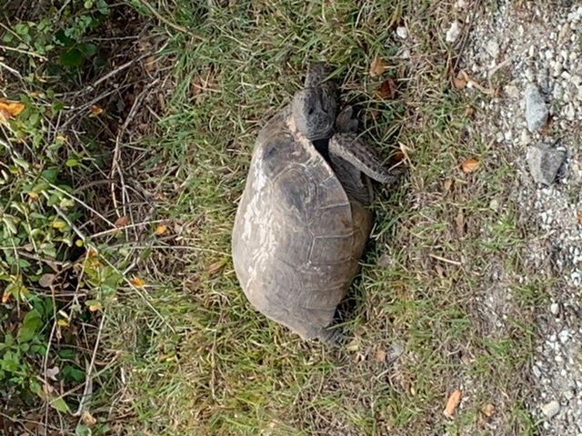 Legacy Trail-萨拉索塔必去景点