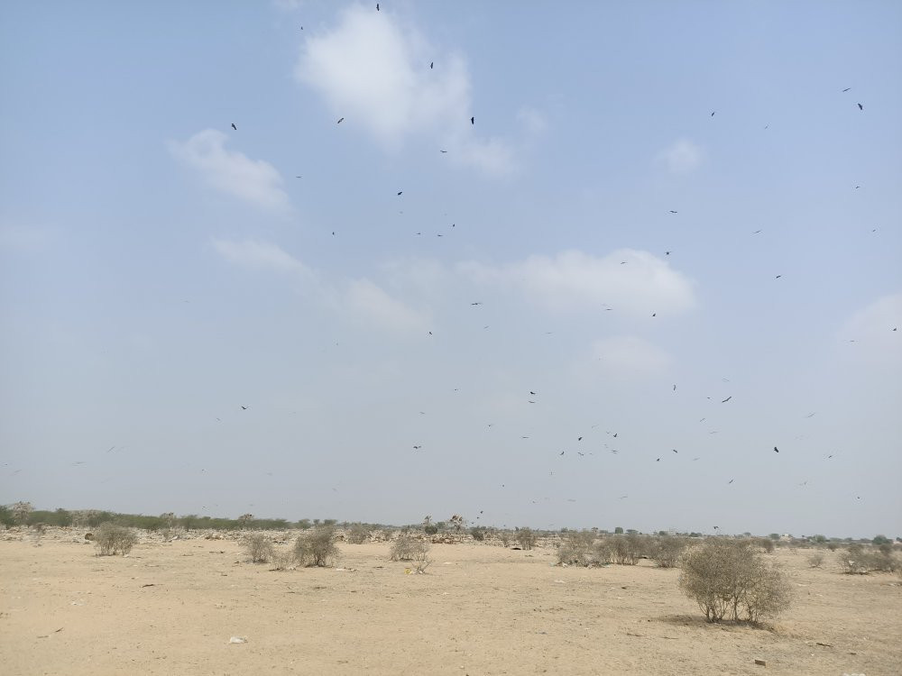 Jorbeer Conservation Reserve景点图片