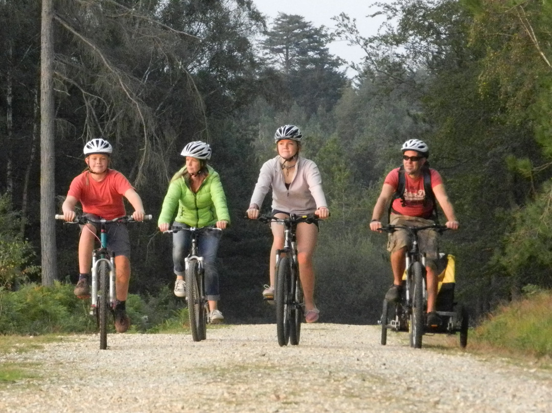Cyclexperience (new Forest)景点图片