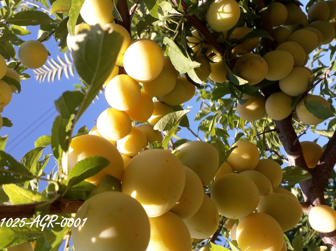 Agriturismo dei Monti Liguri e Cinque Terre主图