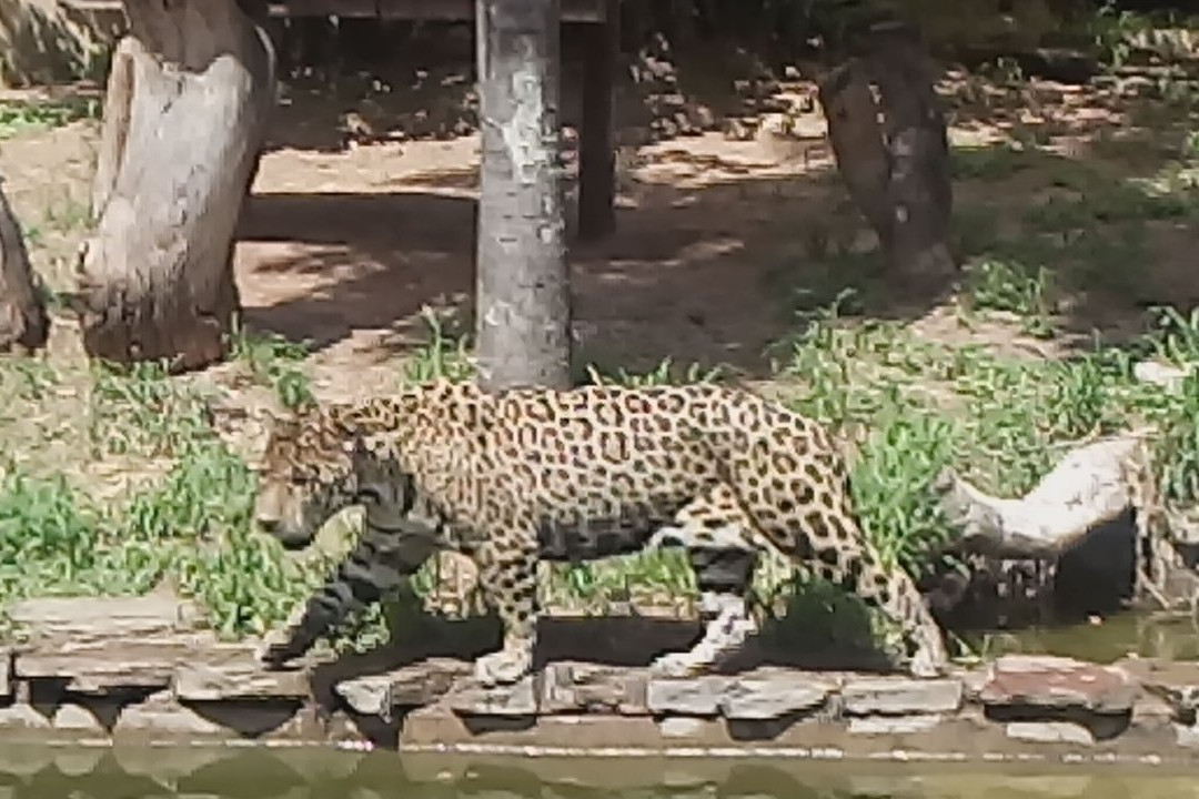 Zoológico Municipal de Fauna Sudamericana Noel Kempff Mercado-圣克鲁斯省必去景点