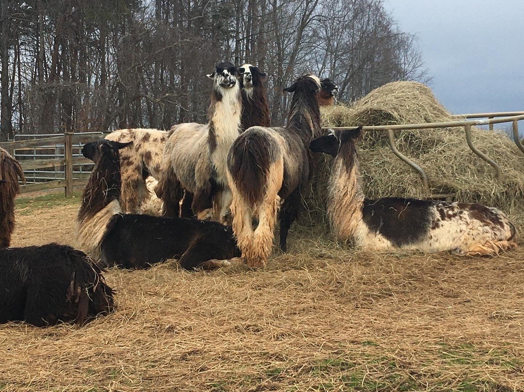 Divine Llama Vineyards-East Bend必去景点