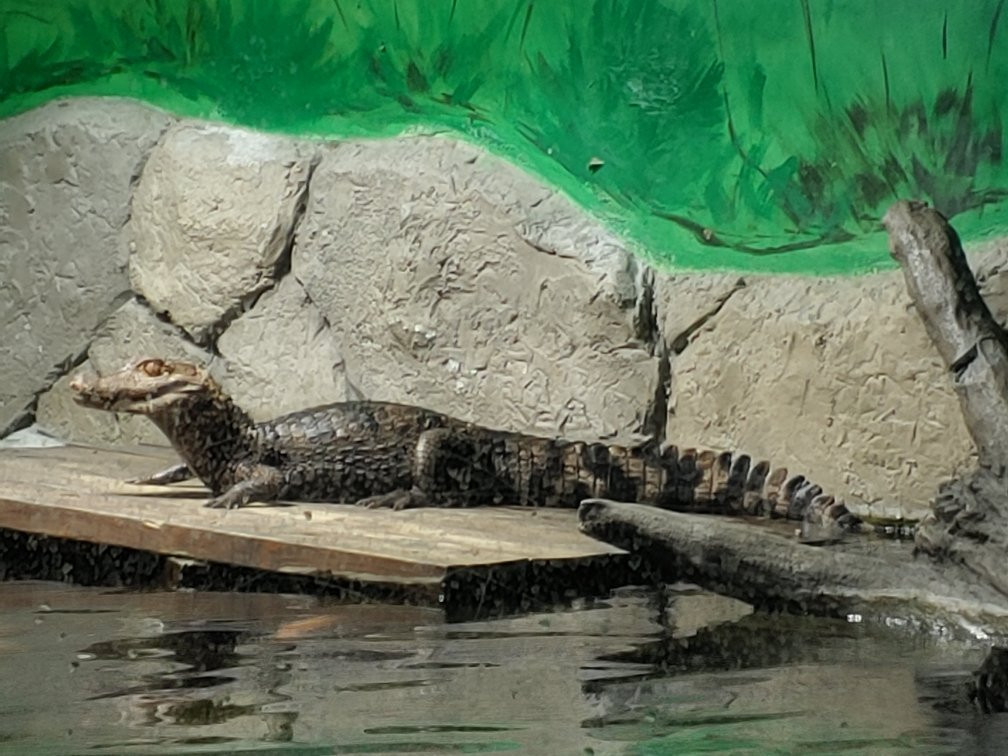 Layton Aquarium & Wildlife Encounters景点图片