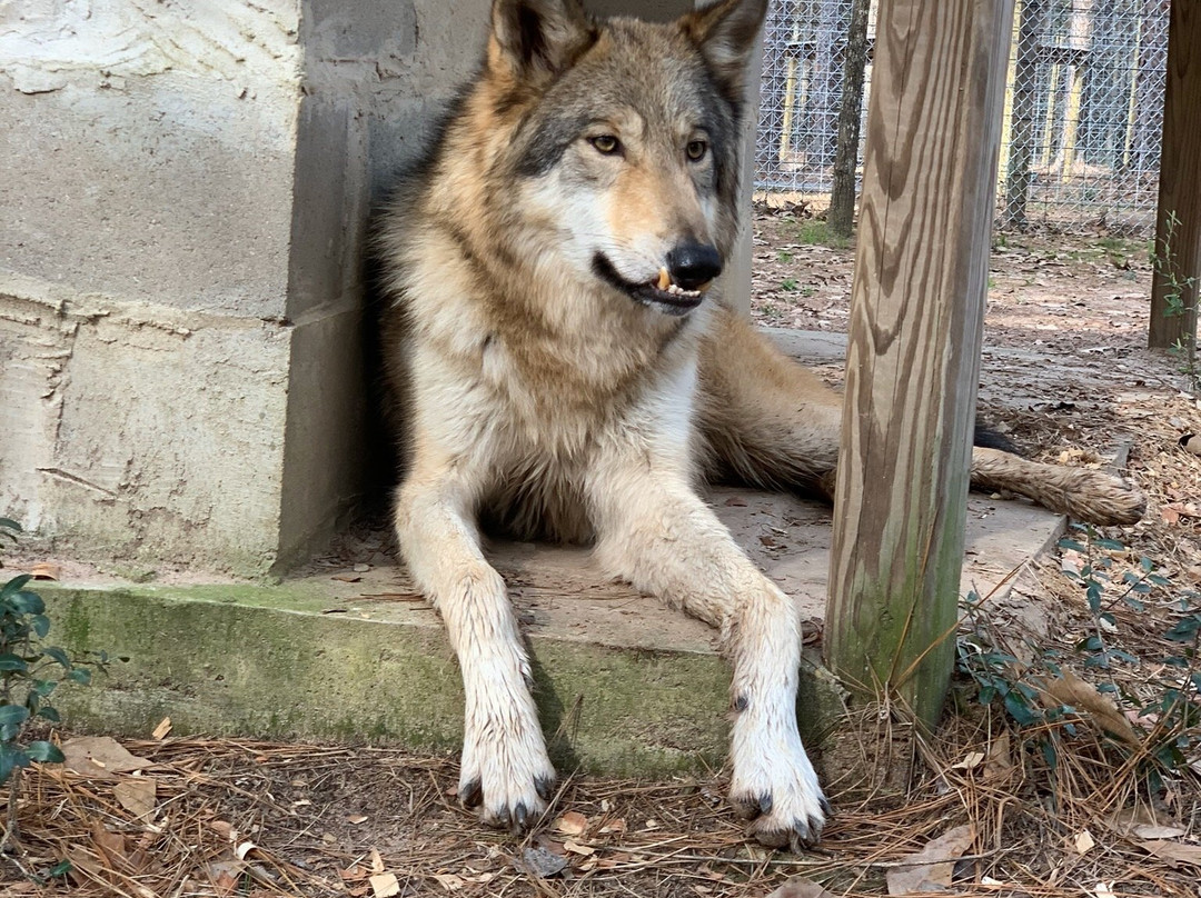 Texas Wolfdog Project景点图片