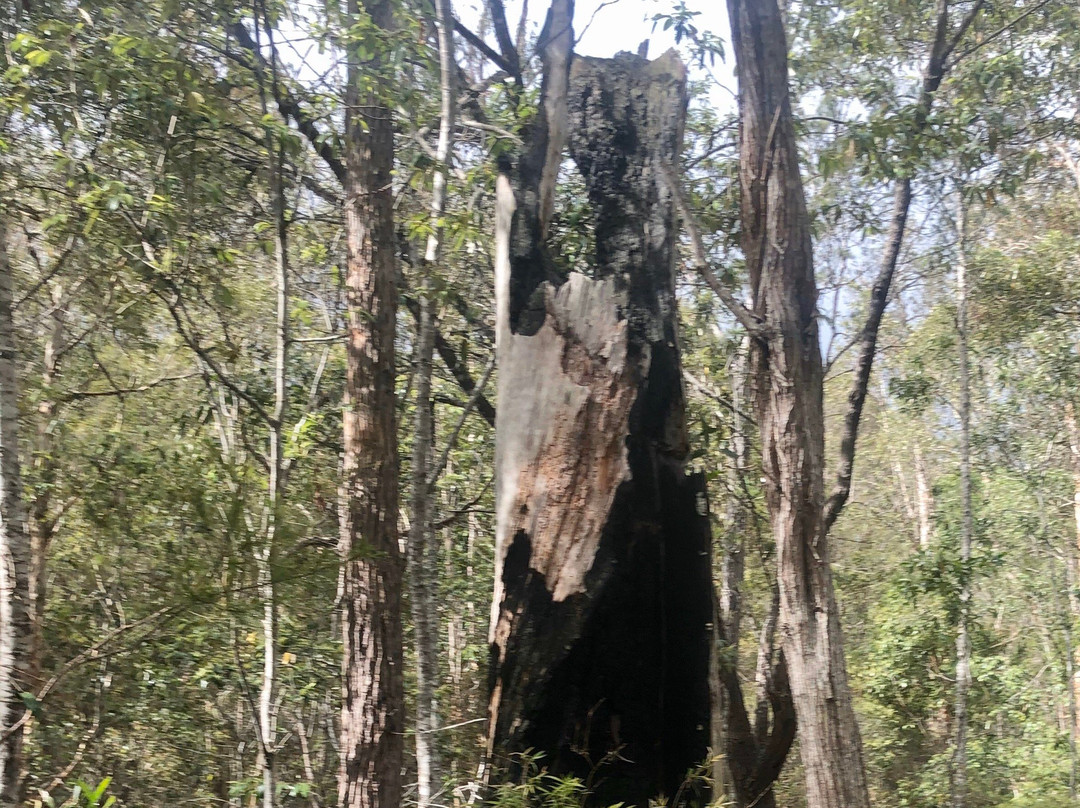 Venman Bushland National Park景点图片