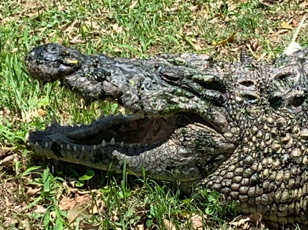 Riverbend Crocodile Farm景点图片