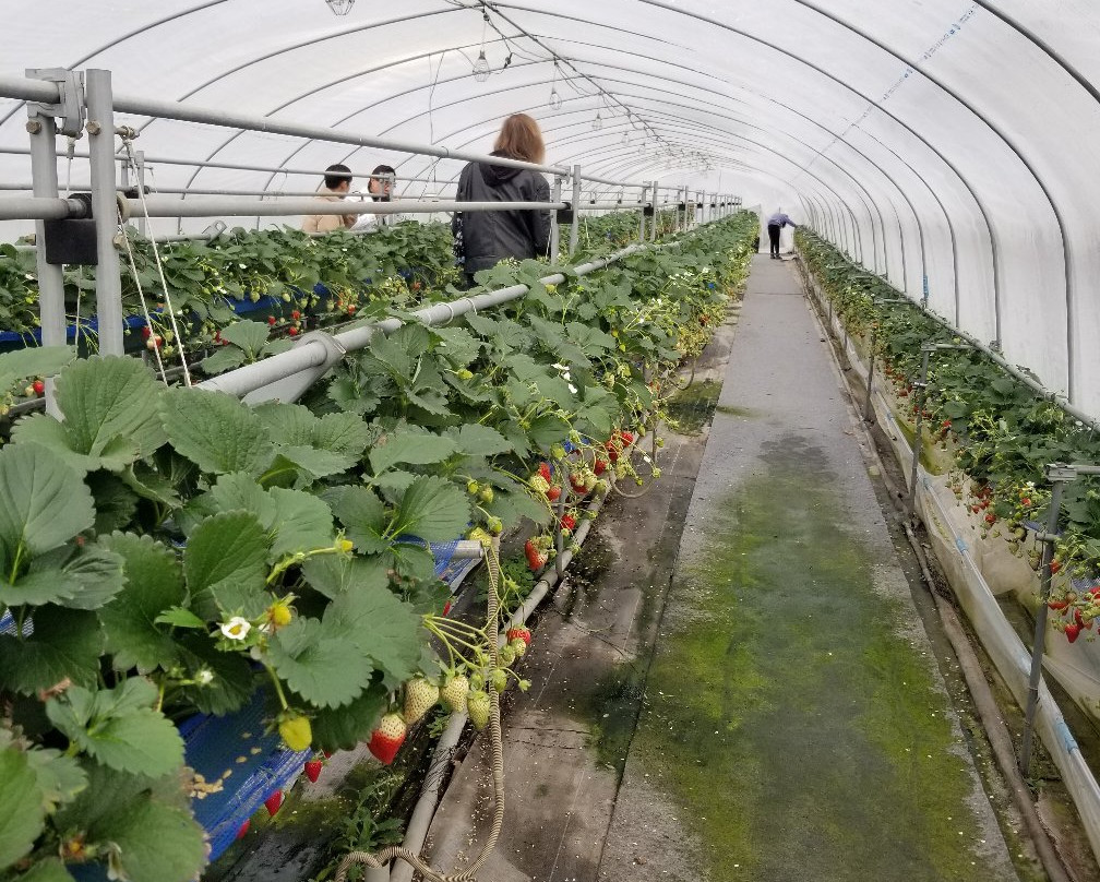 Deai no Mori Strawberry Farm-鹿沼市必去景点