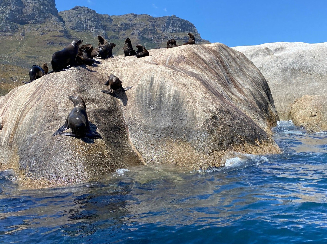 Into The Blue Scuba Centre-开普敦中心区必去景点