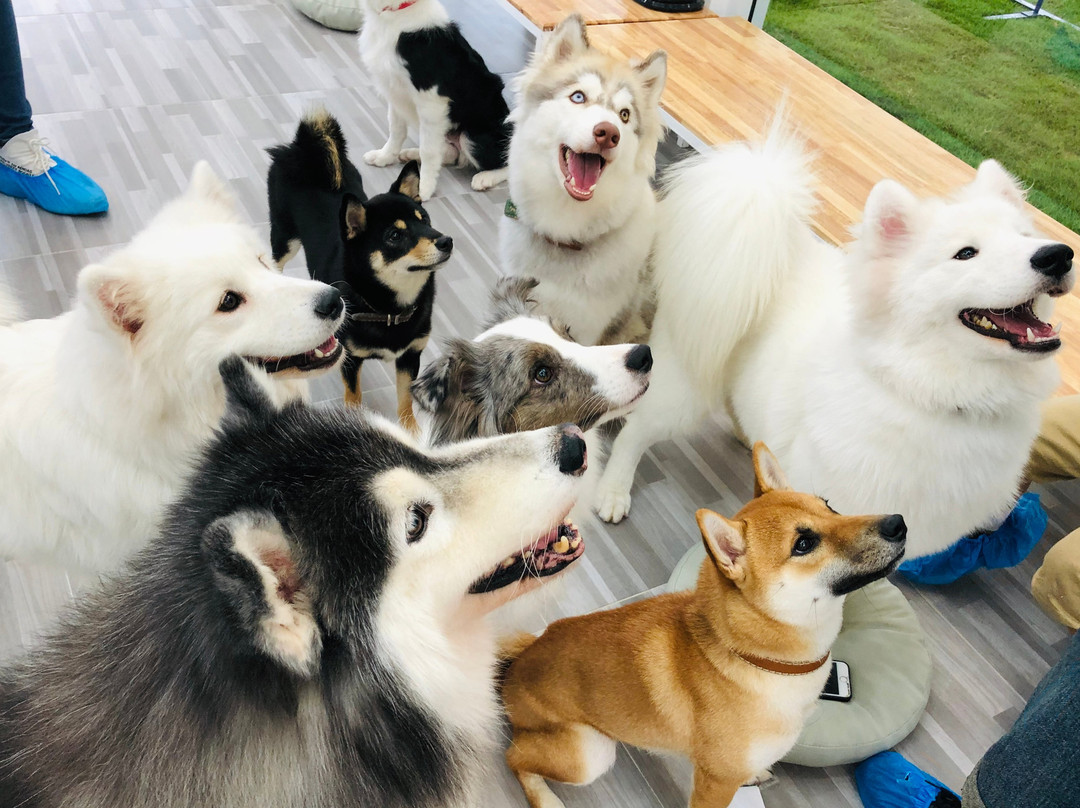 BlaBlaBoo - Premium Dog Cafe