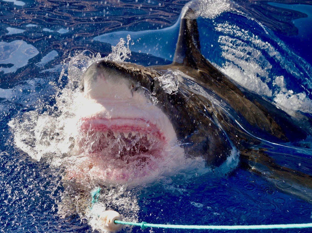 Guadalupe Island-下加利福尼亚州必去景点