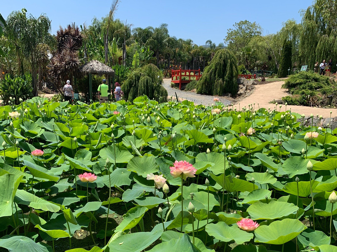 Blue Lotus Water Garden景点图片