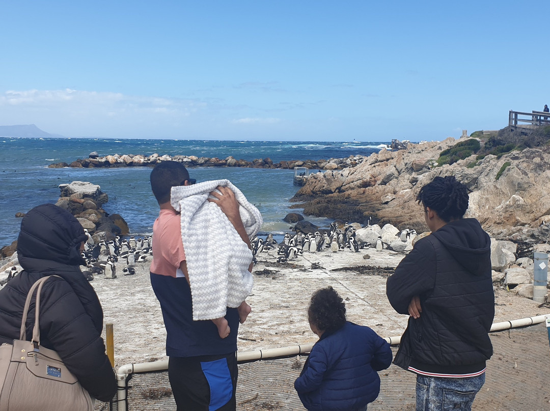 Betty's Bay Main Beach-Betty's Bay必去景点