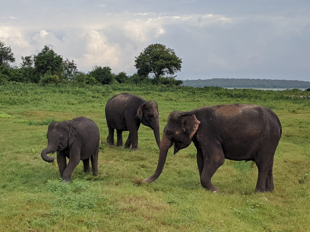 Minneriya National Park Elephant Watching Jeep Safari-哈巴拉娜必去景点