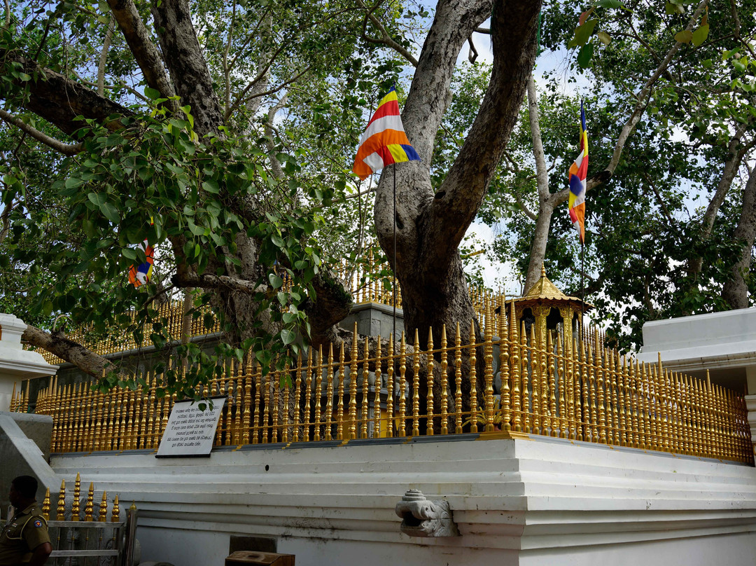 Jaya Sri Maha Bodhi景点图片