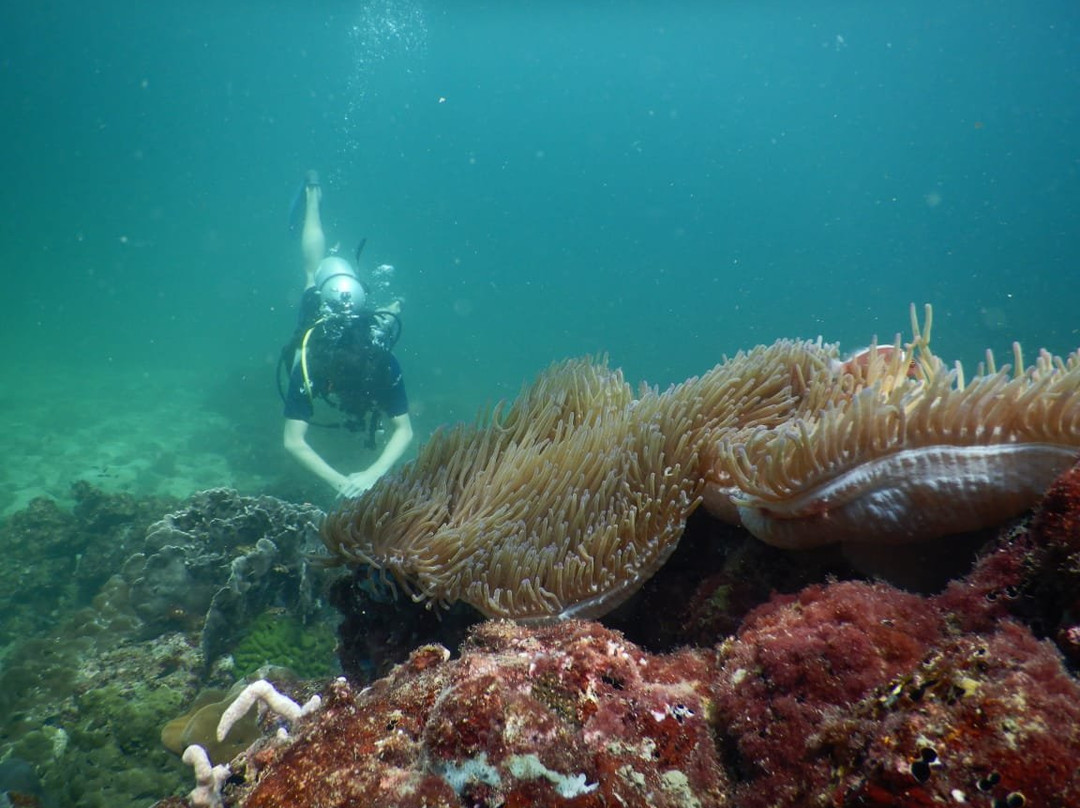 Searama Diving-扬东必去景点