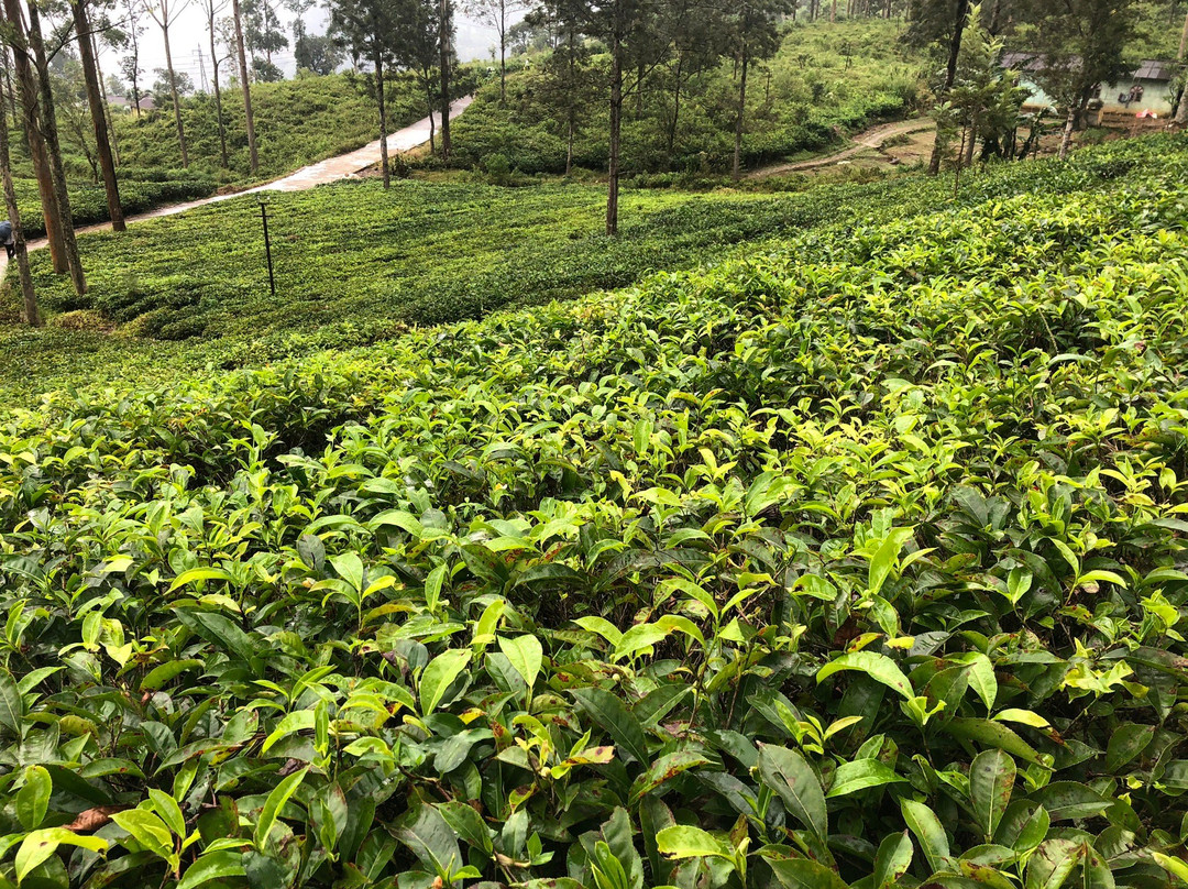 Tour with Rasad-瓦勒迦玛必去景点