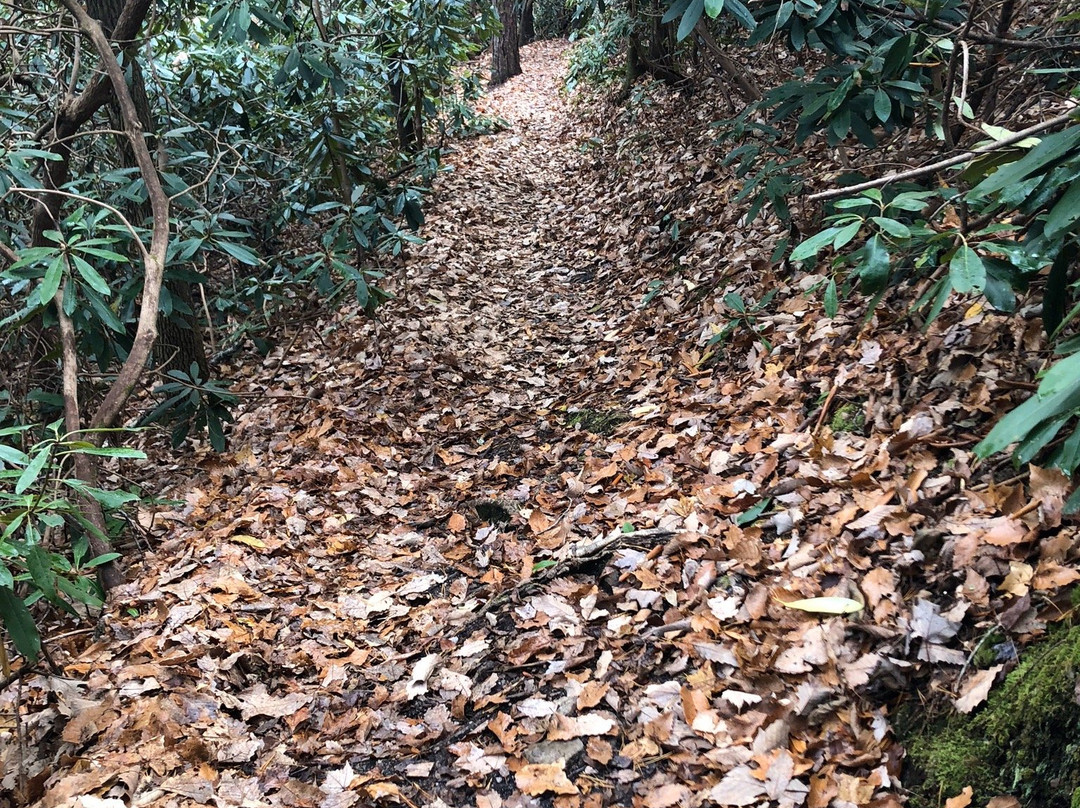 Lovers Leap Loop Trail景点图片