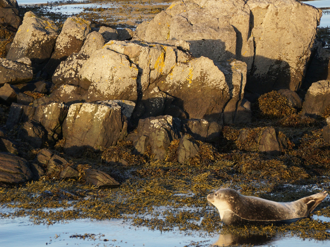 Svalbard Seal Watching Site-Vatnsnes必去景点