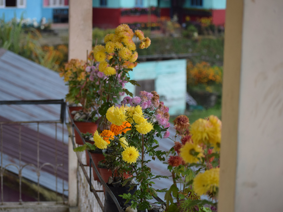 Conifers Homestay主图