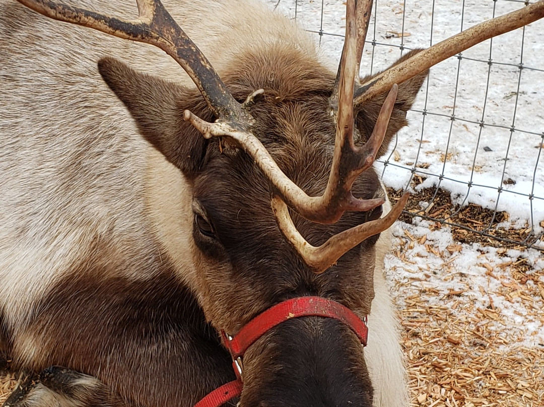 Leavenworth Reindeer Farm景点图片