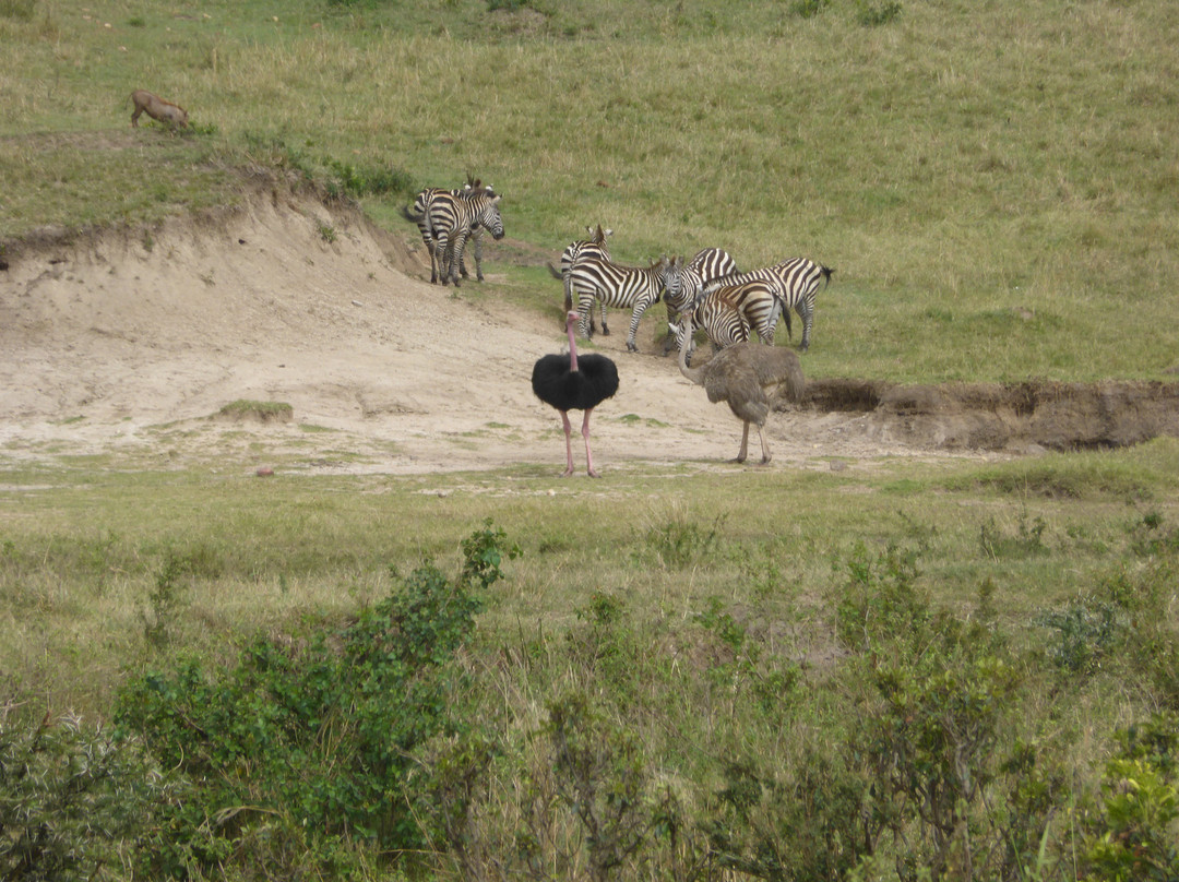 Mara North Conservancy景点图片