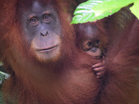 Sumatran Adventure-武吉拉旺必去景点