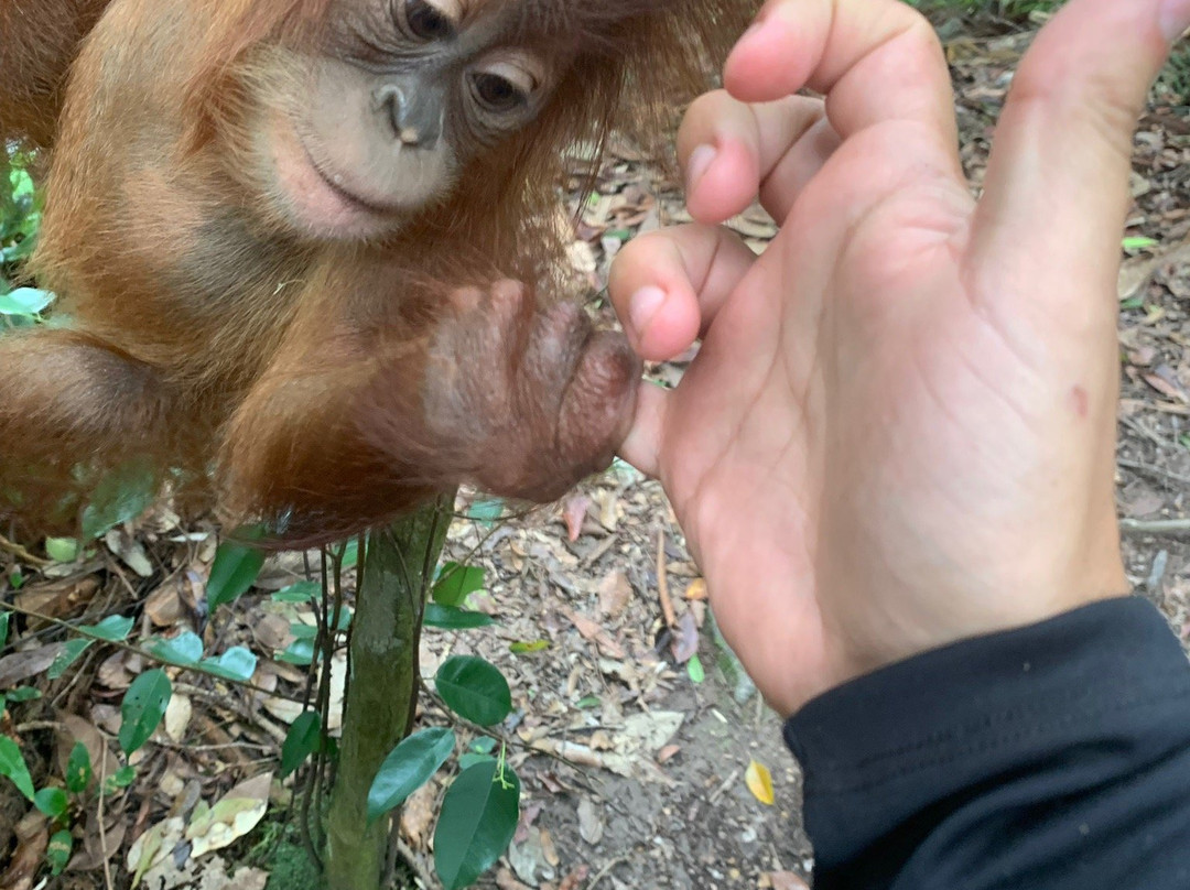 Bukit Lawang Smile-武吉拉旺必去景点