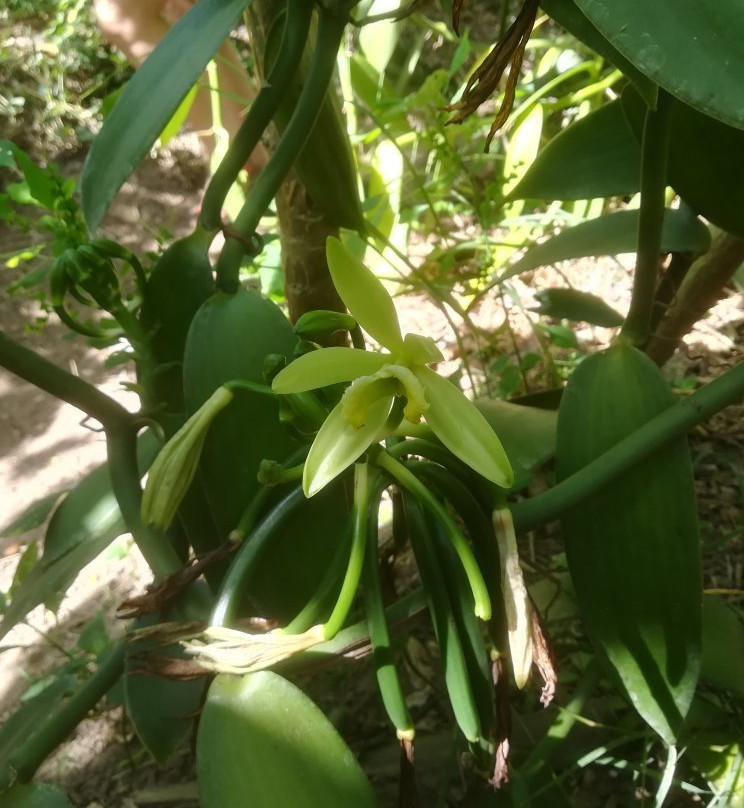Millot Plantation景点图片