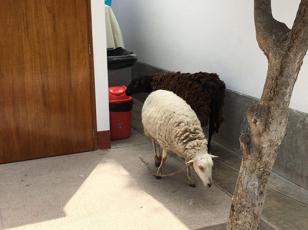 Hotel Las Dunas主图