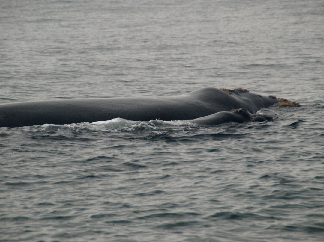 Ivanhoe Sea Safaris-干斯拜必去景点