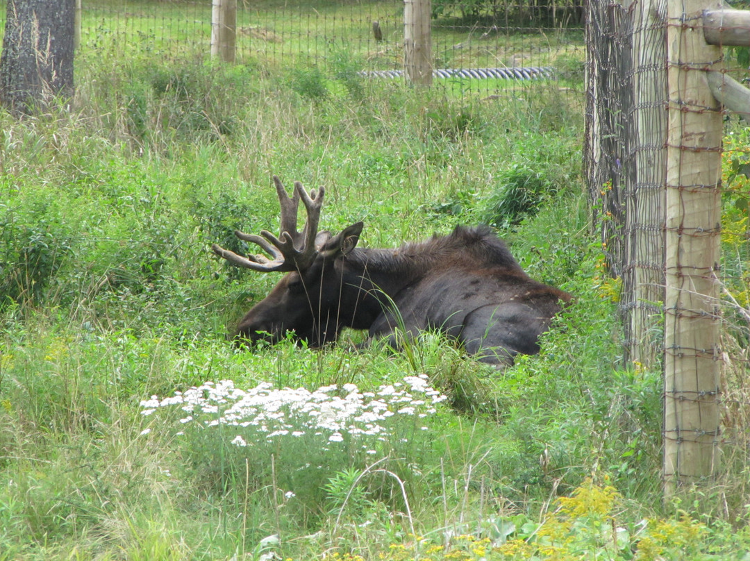 Shubenacadie Wildlife Park景点图片