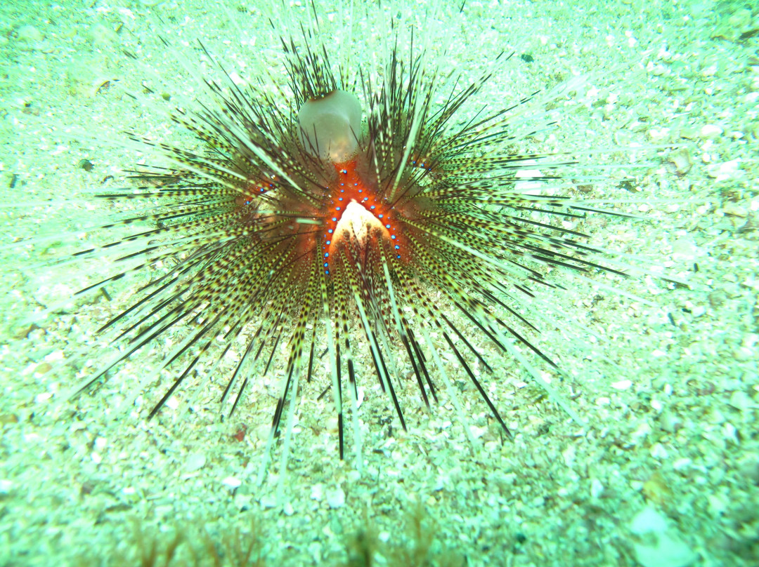 Scuba Diving Acapulco景点图片