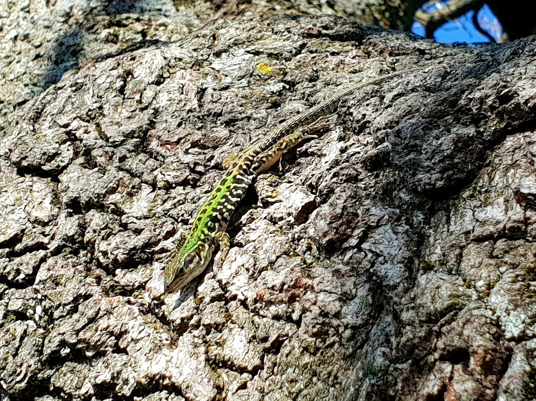 Rovine di Tusculum-Monte Porzio Catone必去景点