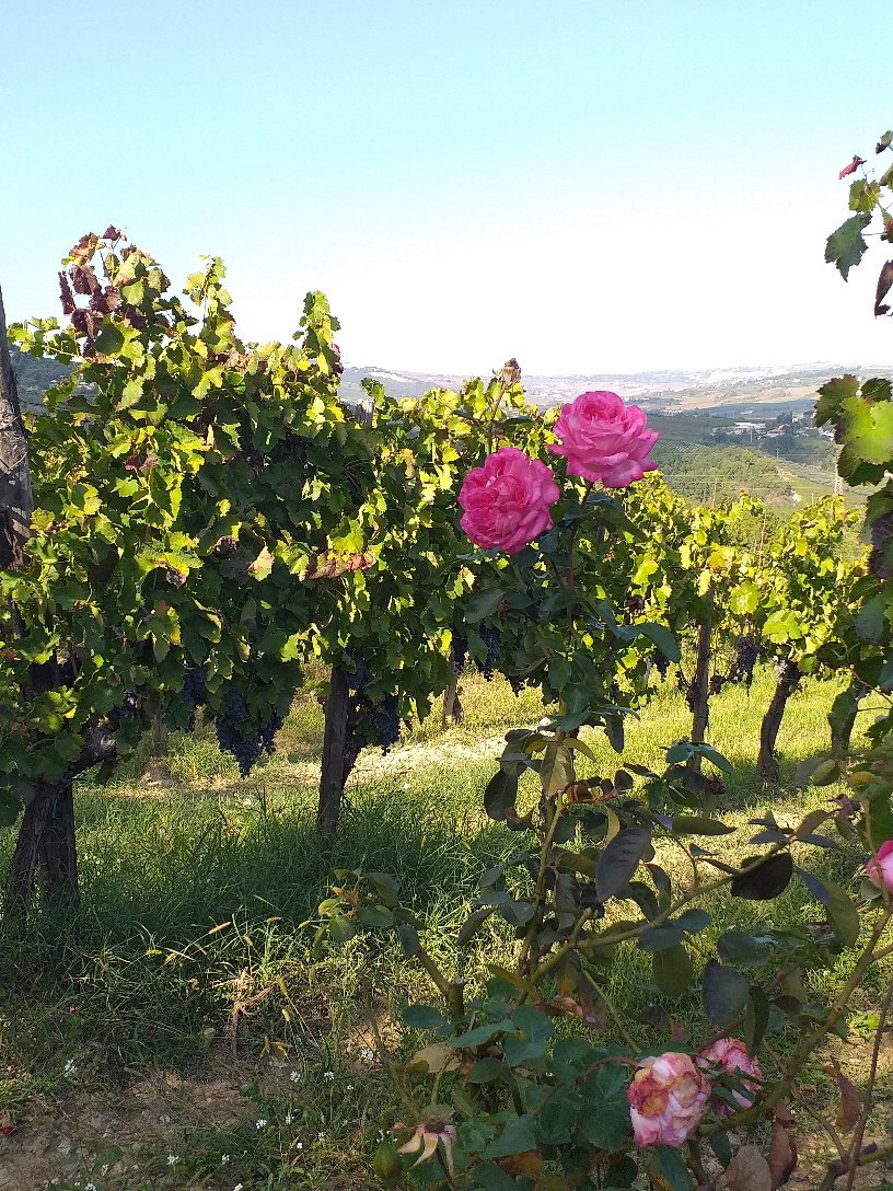 Le Vigne-官方