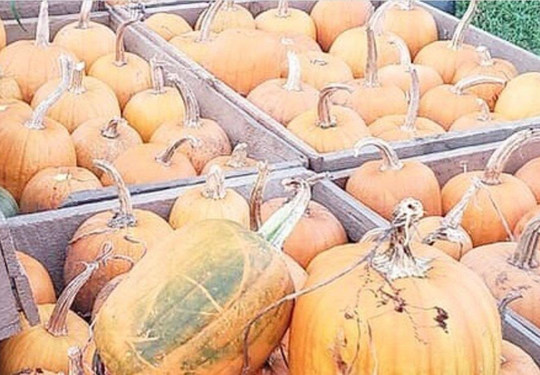 865 Axe Throwing-诺克斯维尔必去景点