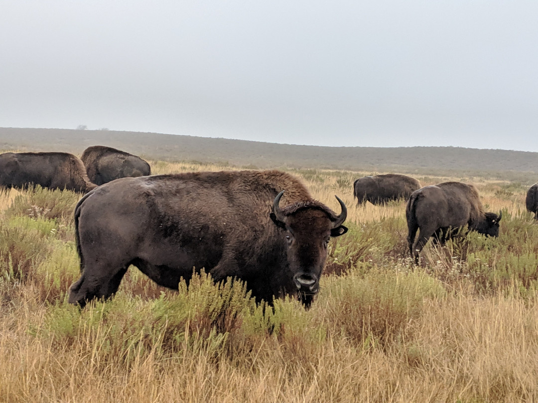 Sandsage Bison Range景点图片