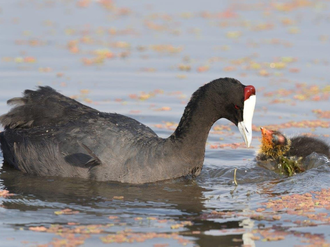 Marievale Bird Sanctuary-Nigel必去景点