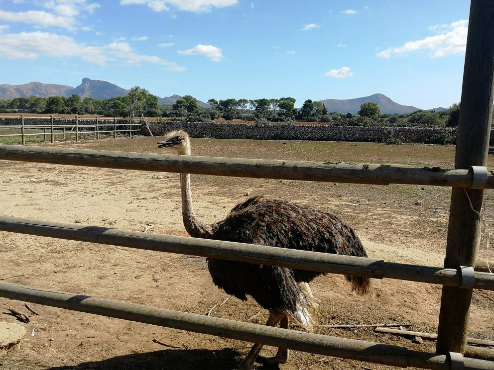 Buggy Xperience-Ca'n Picafort必去景点