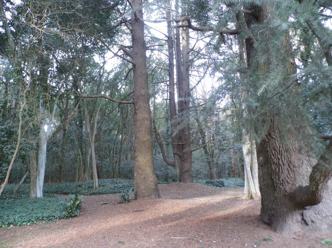 Bosque Encantado景点图片
