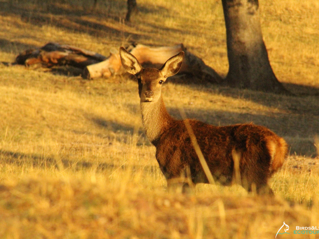 Parque Natural Sierra de Andujar景点图片
