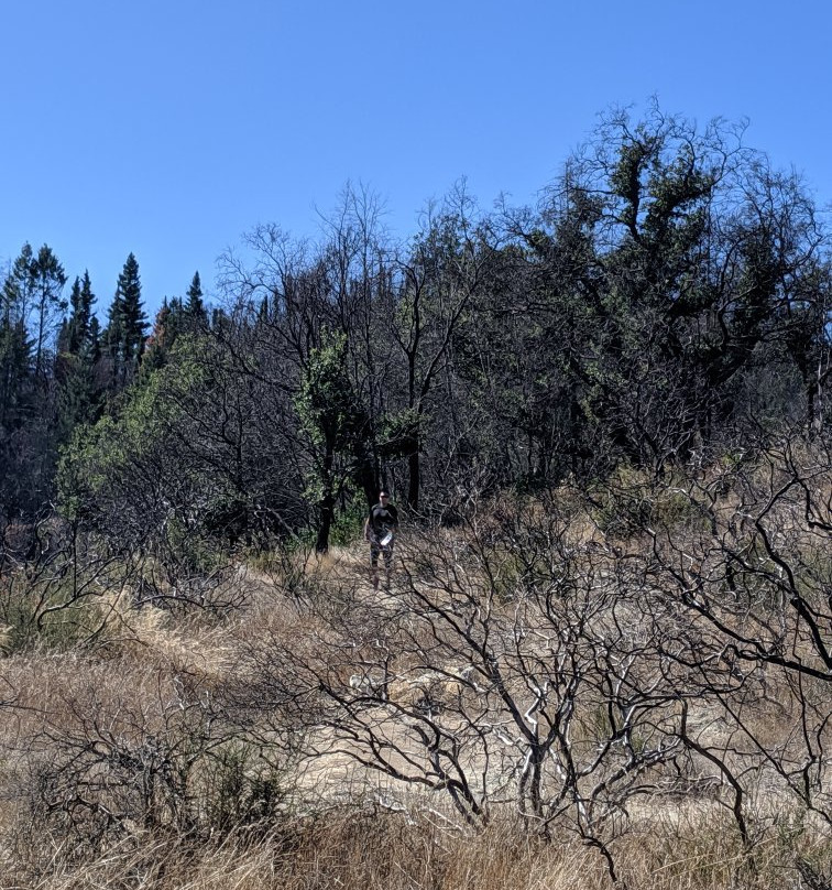 Petrified Forest景点图片