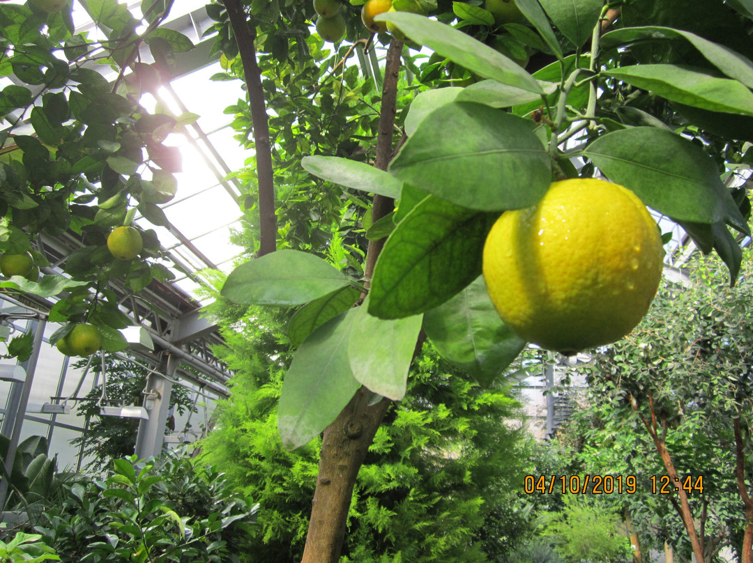 Donetsk Botanical Garden景点图片