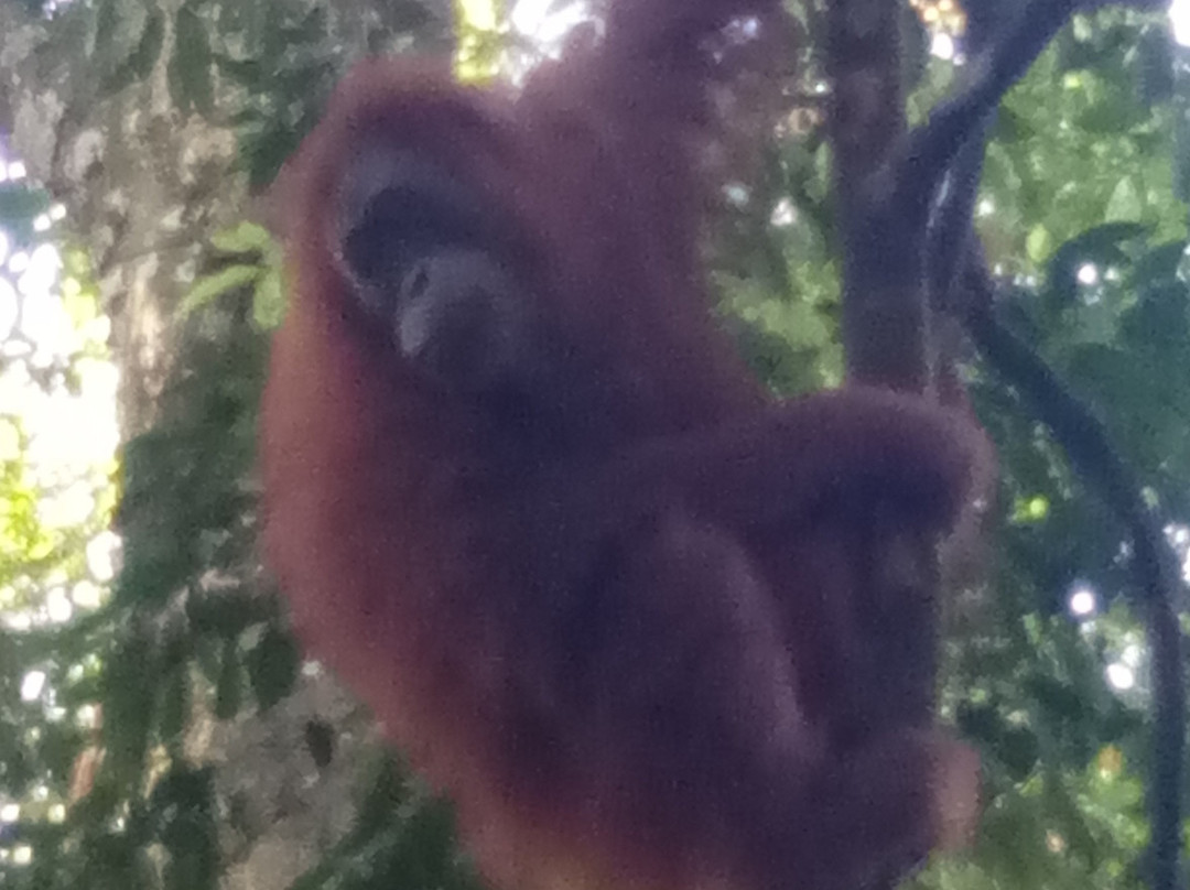 Bukitlawang Trek - Private Day Tours-Bohorok必去景点